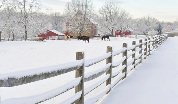 Feeding Success in the New Year: Farming and Livestock Care Resolutions