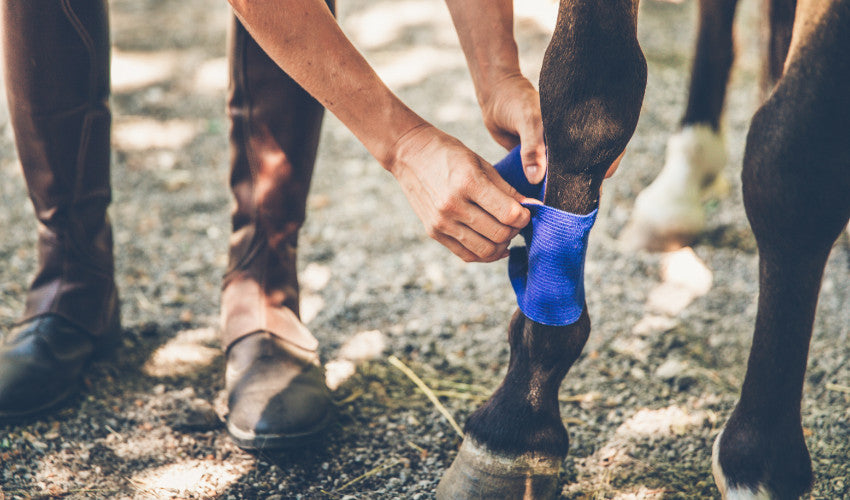 Healing Hooves: Effective Treatment for Horse Wounds