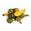 Gourds, Ornamental Mixed Seed Packets