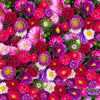 Aster, Crego Mixed Colors Seed Packets