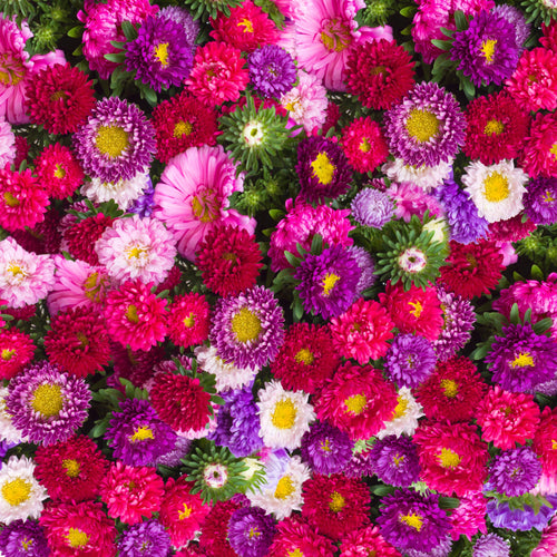 Aster, Crego Mixed Colors Seed Packets