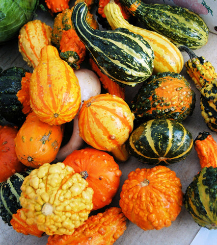 Gourds, Ornamental Mixed Seed Packets