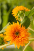 Sunflower, Dwarf Sungold Seed Packets