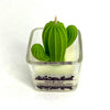 Cactus flower & Jade Soy Wax Candle: 2.5 OZ / Saguaro