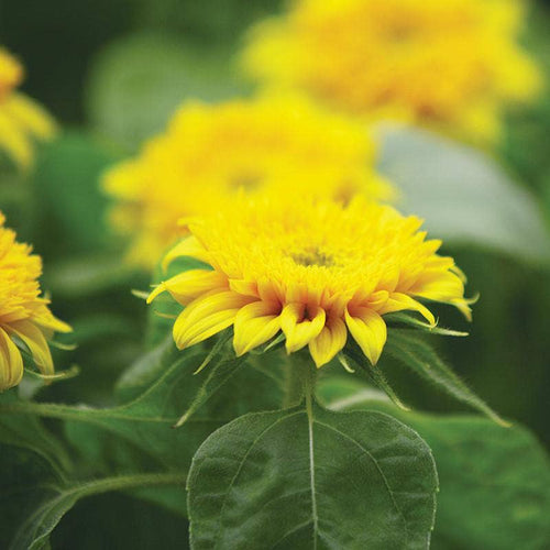 Sunflower, Dwarf Sungold Seed Packets