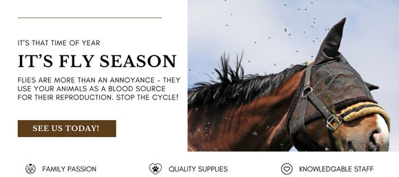 Fly season alert: Banner with a horse image, emphasizing the health risks from flies and offering solutions with a ‘SEE US TODAY!’ call to action.