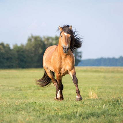 Horse Feed & SuppliesHorse running