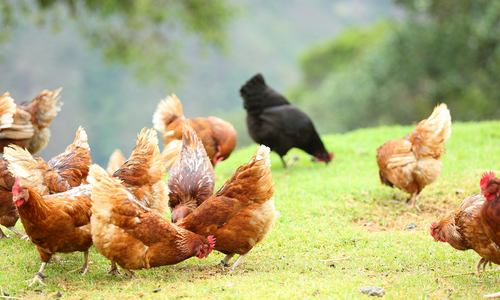 Free range chickens