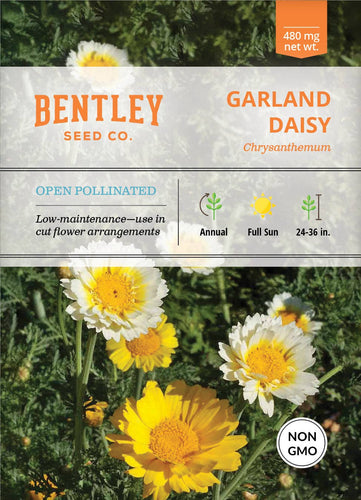Daisy, Garland Daisy Chrysanthemum Seed Packets