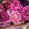 Aster, Crego Mixed Colors Seed Packets