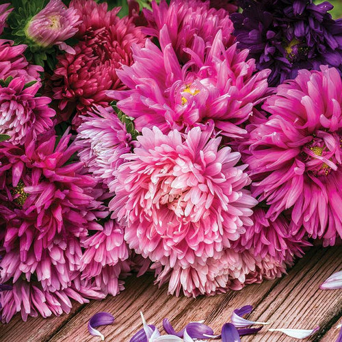 Aster, Crego Mixed Colors Seed Packets