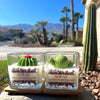 Cactus flower & Jade Soy Wax Candle: 2.5 OZ / Saguaro