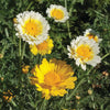 Daisy, Garland Daisy Chrysanthemum Seed Packets