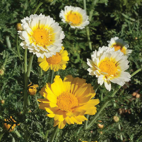 Daisy, Garland Daisy Chrysanthemum Seed Packets