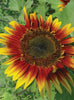 Sunflower, Autumn Beauty Seed Packets
