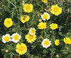 Daisy, Garland Daisy Chrysanthemum Seed Packets