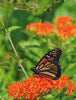 Milkweed, Butterfly Seed Packets
