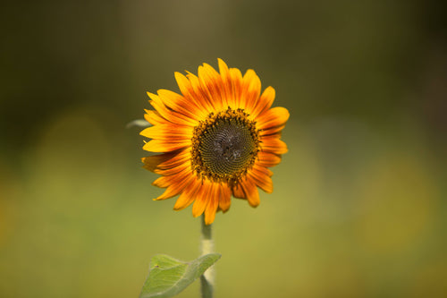 Sunflower, Autumn Beauty Seed Packets