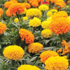Marigold, Crackerjack Mixed Colors Seed Packets