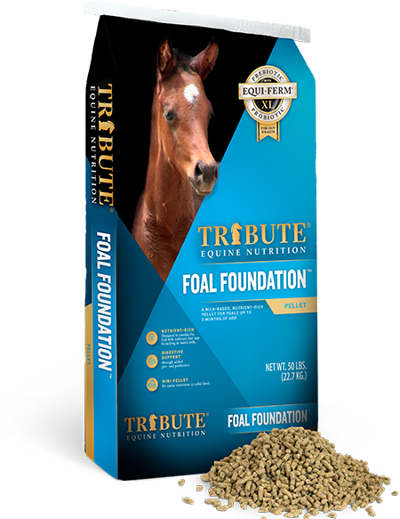 Tribute Foal Foundation™